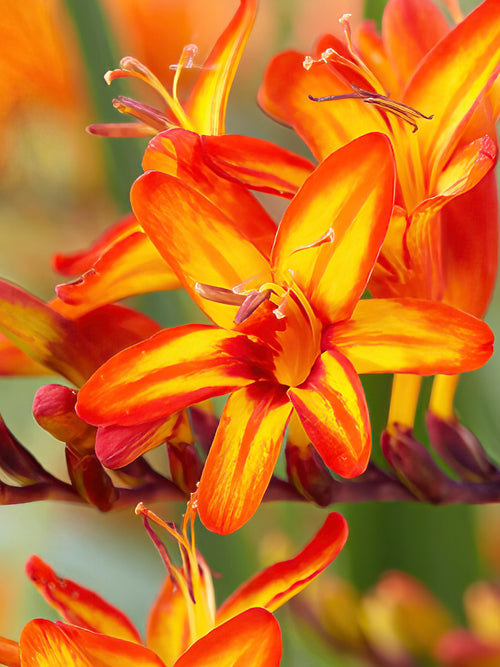 Crocosmia Firestars Firestarter