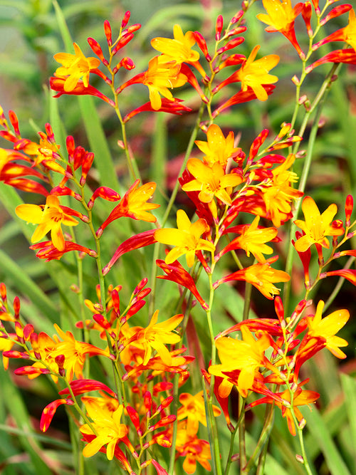 Crocosmia 'Harlequin'