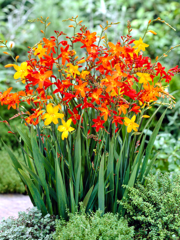 Crocosmia Mix, also known as Montbretia