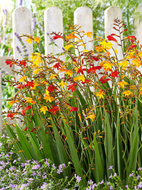 Crocosmia Mix, also known as Montbretia