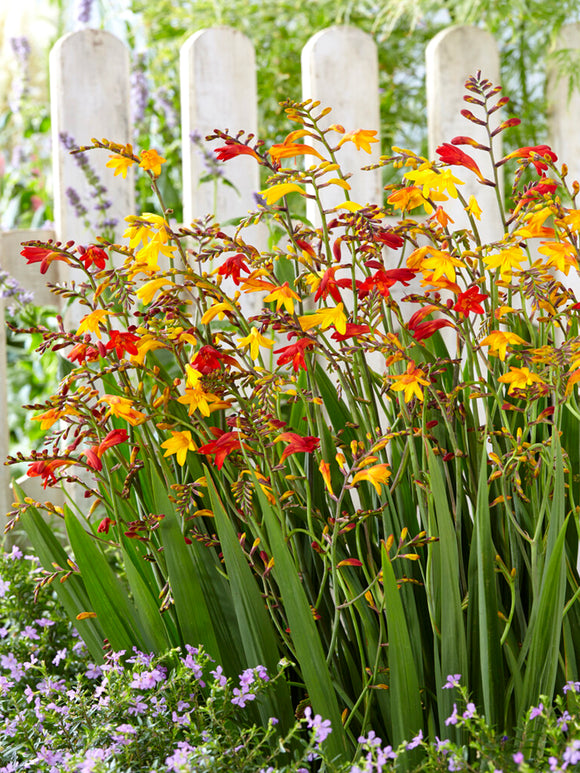 Crocosmia Mix, also known as Montbretia