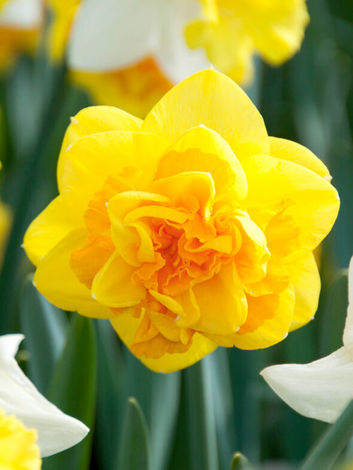 Daffodil Apotheose