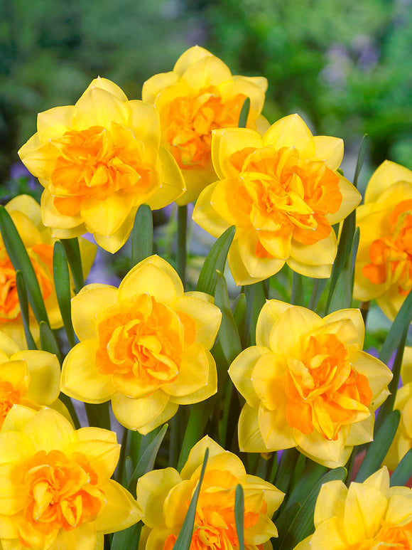 Daffodil Apotheose