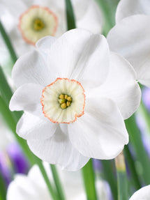 Daffodil Dreamlight