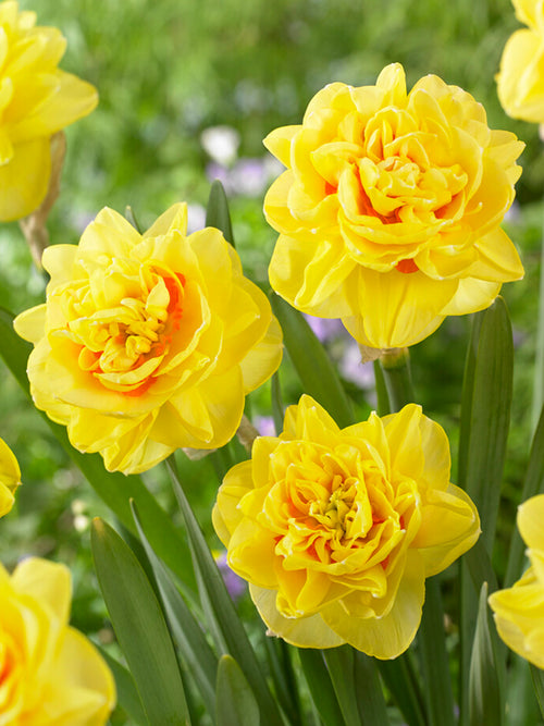 Daffodil English Style | DutchGrown™ | Novelty Daffodil Bulbs