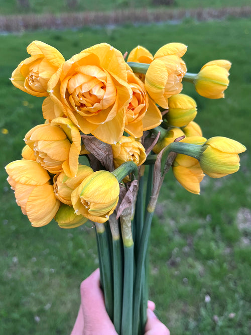 Daffodil Waylon