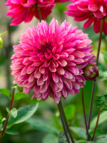 Dahlia Bacardi