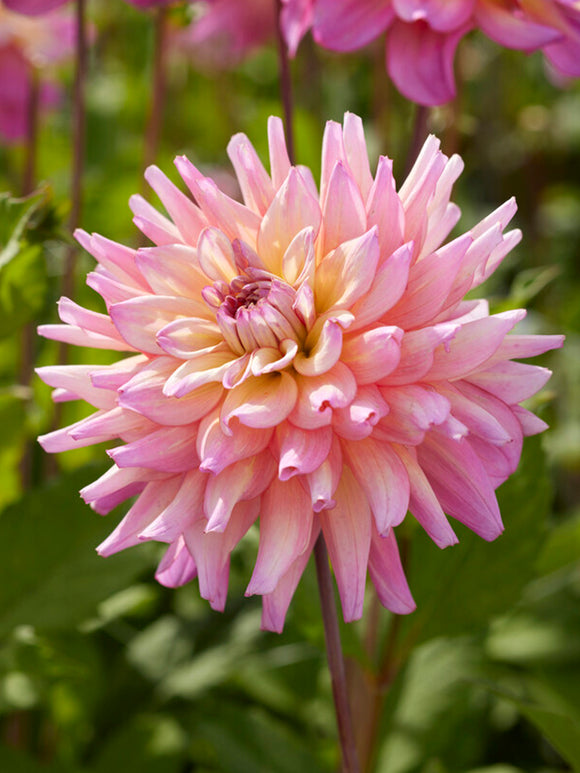 Dahlia Bahama Mama