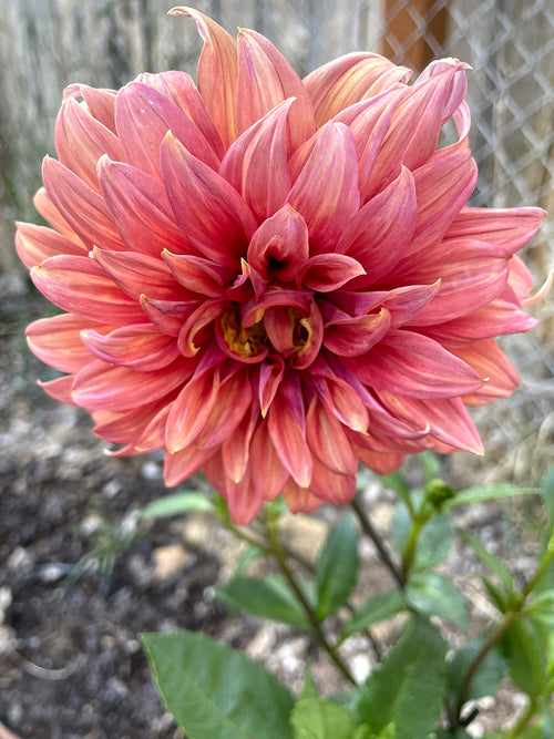 Dahlia Belle of Barmera