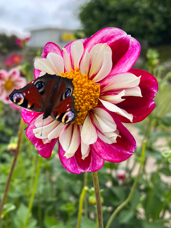 Dahlia Bumble Rumble