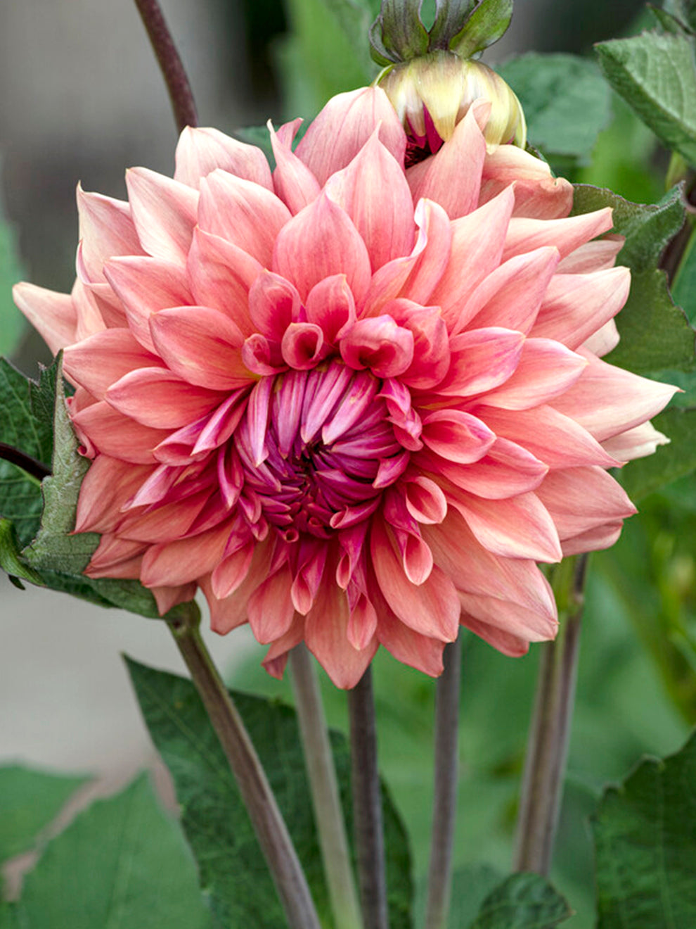 Dahlia 'Cafe Au Lait Royal