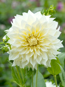 Dahlia Café Au Lait Supreme