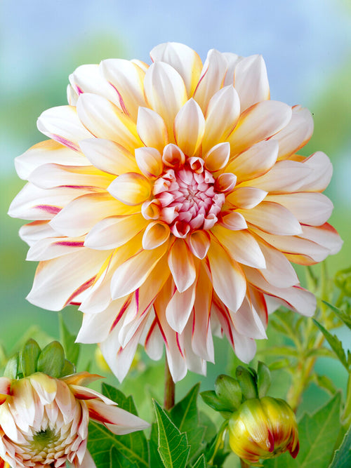 Dahlia Caribbean Fantasy