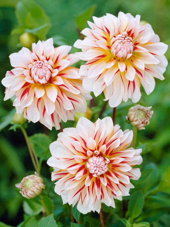 Dahlia Caribbean Fantasy