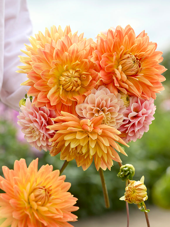 Dahlia Coral Whisper Collection