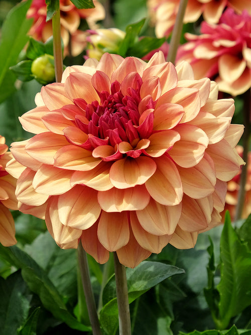 Dahlia Crème de Cognac