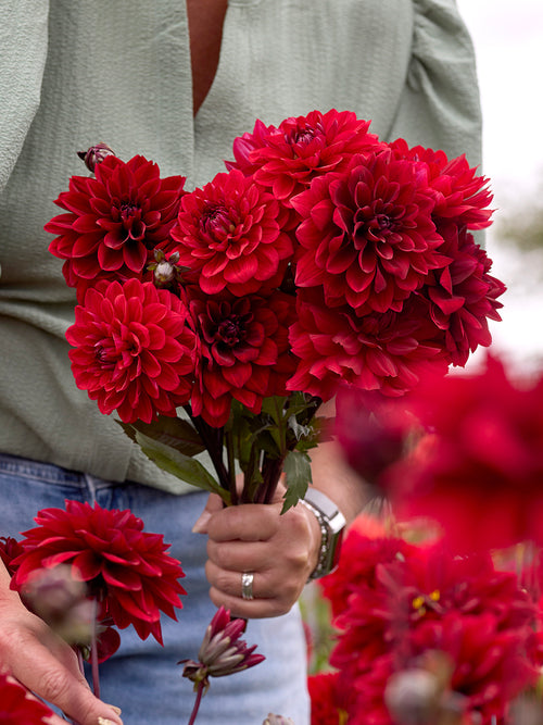 Dahlia Crimson Velvet Collection