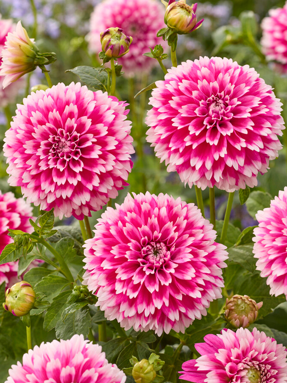 Dahlia Fuzzy Wuzzy | Dahlia Tubers | DutchGrown™