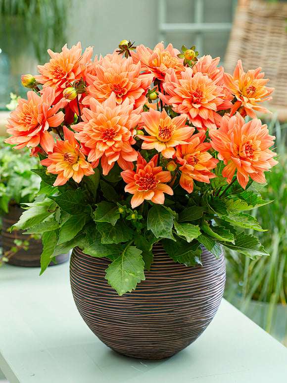 Dahlia Gallery Vincent | Dahlias for Pots | DutchGrown™