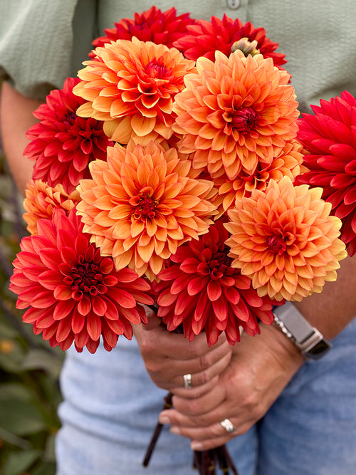 Dahlia Harvest Sunset Collection