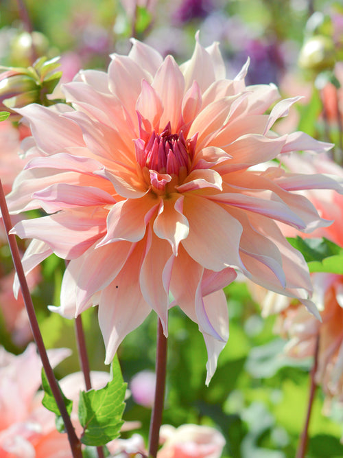 Dahlia Labyrinth