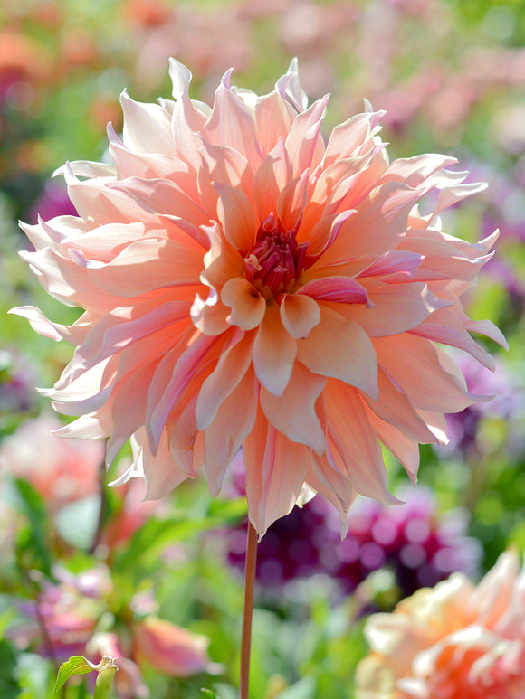 Dahlia Labyrinth