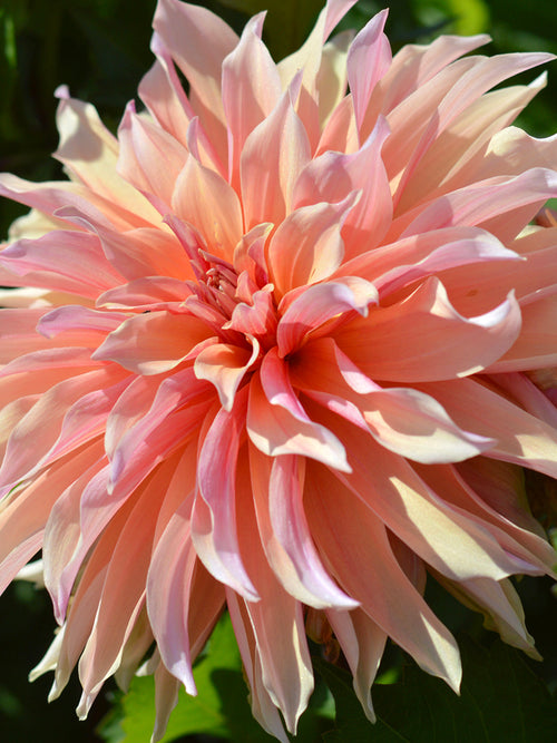 Dahlia Labyrinth