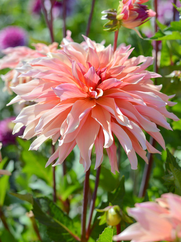 Dahlia Labyrinth