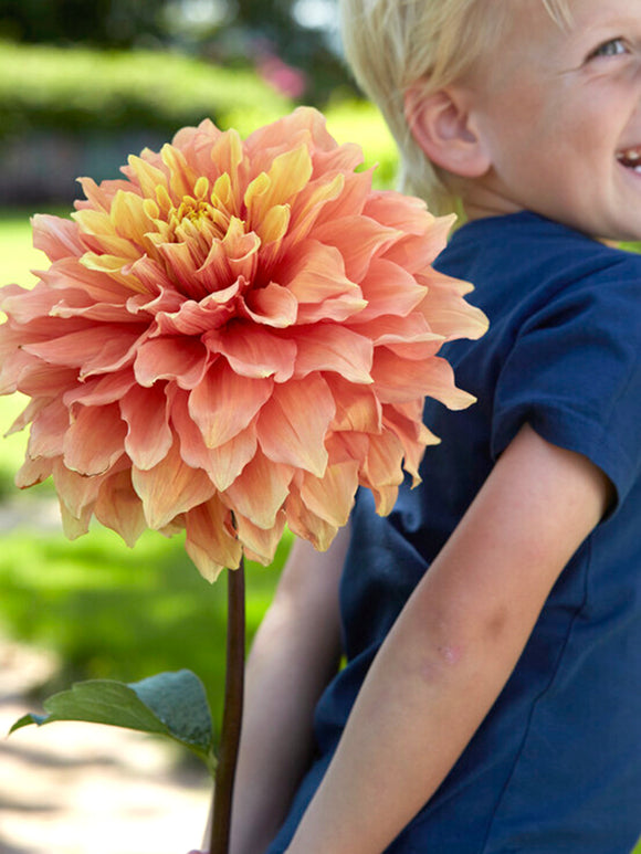 Dahlia Mango Madness