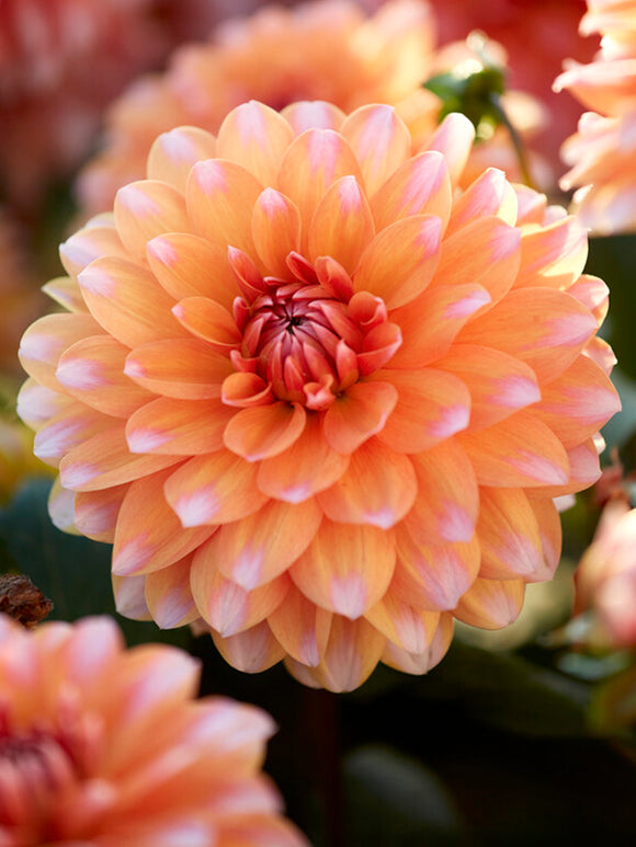 Dahlia Peaches and Vanilla