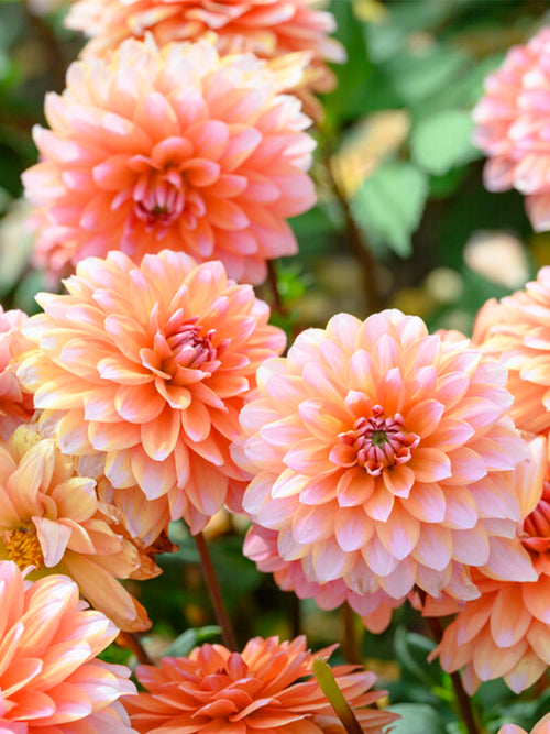 Dahlia Peaches and Vanilla