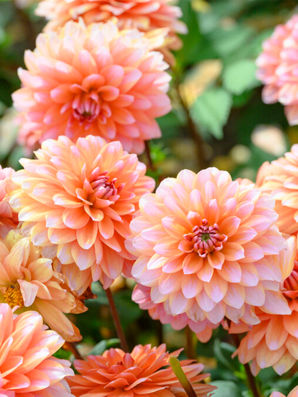 Dahlia Peaches and Vanilla