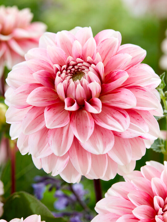 Dahlia Strawberry Cream