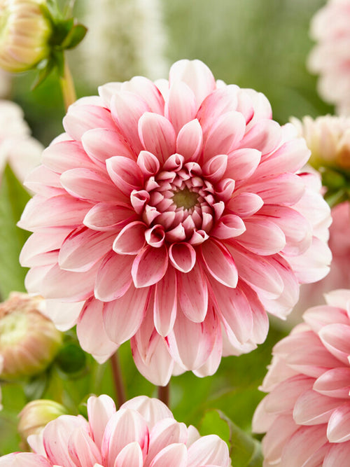 Dahlia Strawberry Cream