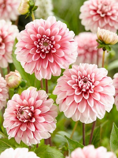 Dahlia Strawberry Cream