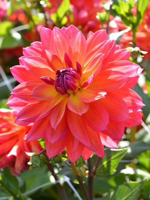 Dahlia Tricolore