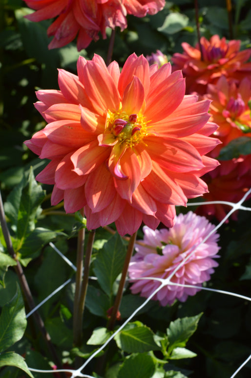 Dahlia Tricolore