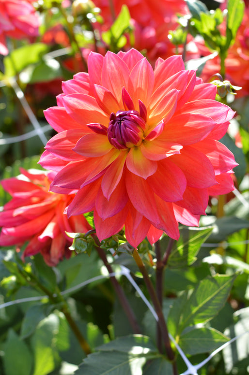 Dahlia Tricolore