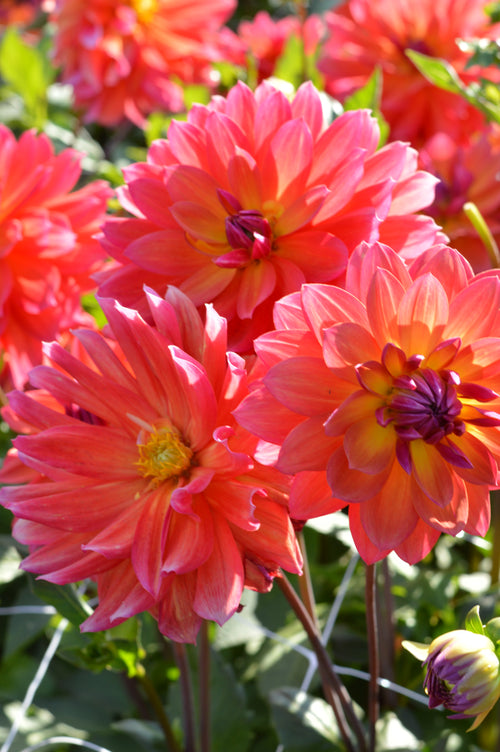 Dahlia Tricolore