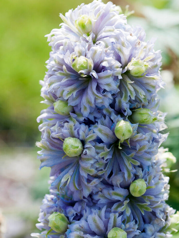 Delphinium Highlander Crystal Delight