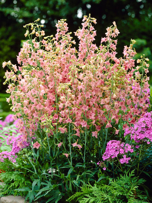 Delphinium ruysii 'Pink Sensation'