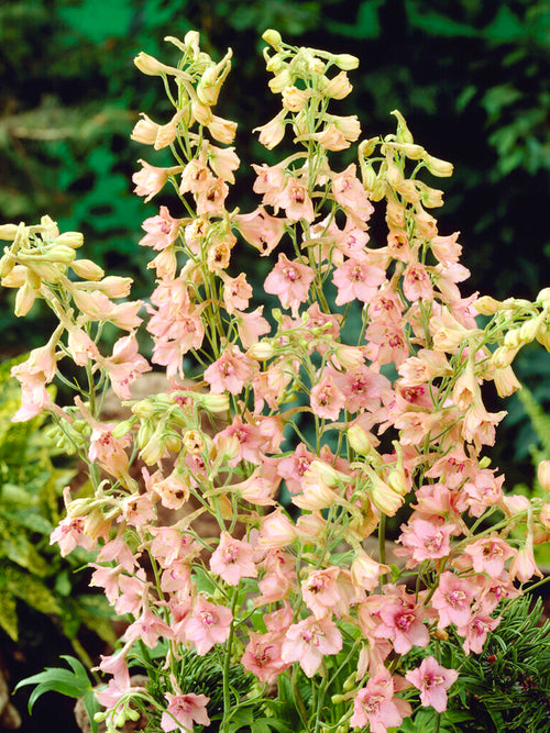 Delphinium ruysii 'Pink Sensation'