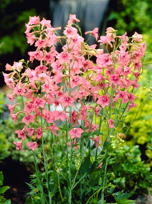 Delphinium ruysii 'Pink Sensation'