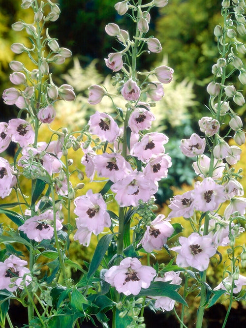 Delphinium Sky Sensation