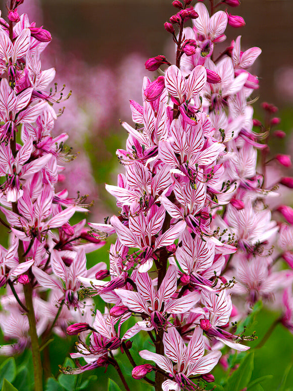 Dictamnus albus, also known as the gas plant, burning bush, or dittany