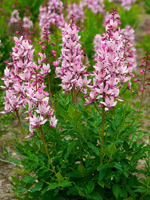 Dictamnus albus, also known as the gas plant, burning bush, or dittany