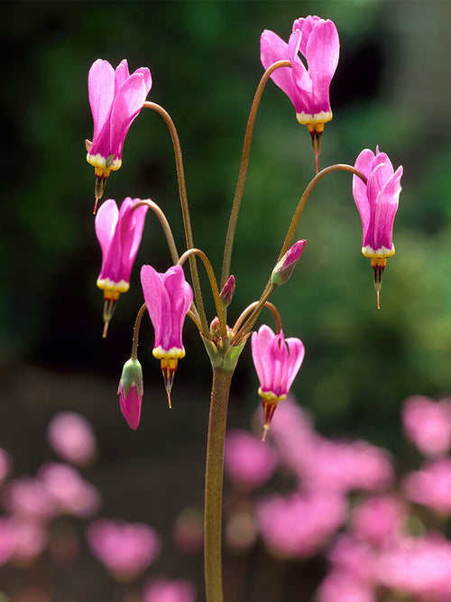 Dodecatheon meadia 'Queen Victoria', commonly known as the Shooting Star