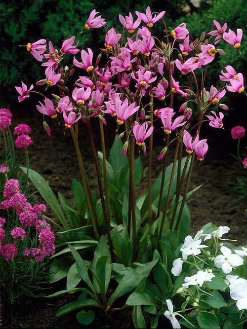 Dodecatheon meadia 'Queen Victoria', commonly known as the Shooting Star