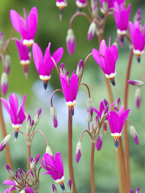 Dodecatheon 'Red Wings', commonly known as Shooting Star 'Red Wings'