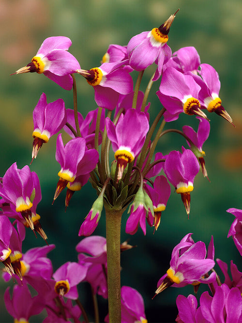 Dodecatheon 'Red Wings', commonly known as Shooting Star 'Red Wings'